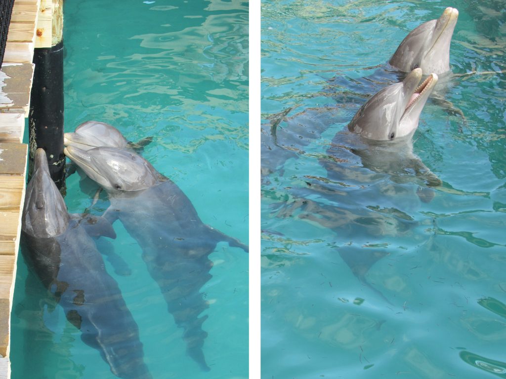 dolphin encounter bahamas