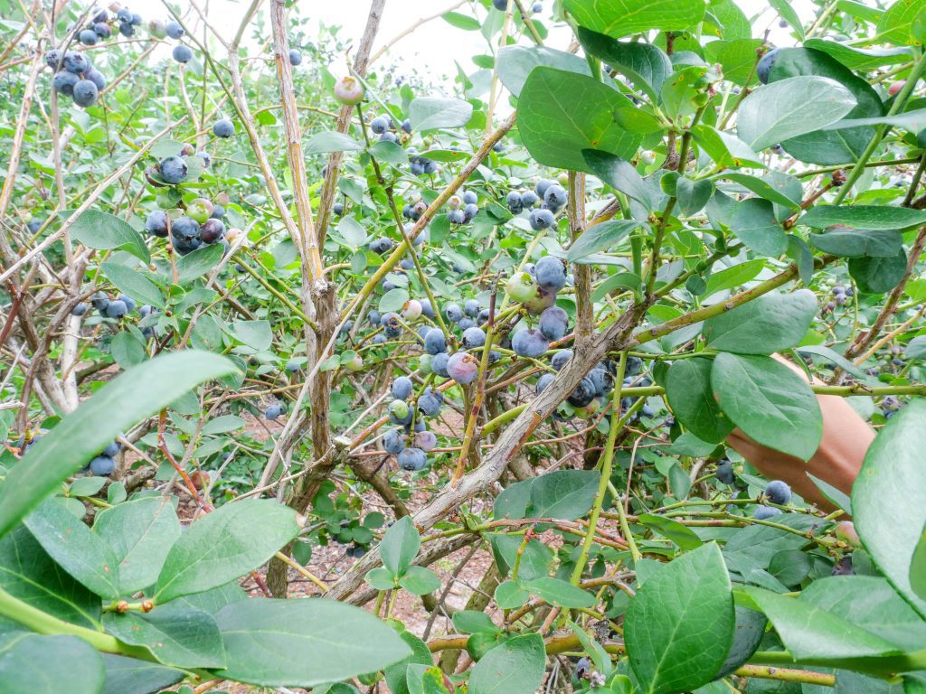 Southern blueberries